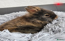 Lionhead rabbits for sale: Beautiful double maned bunnies ready to go - Image 5