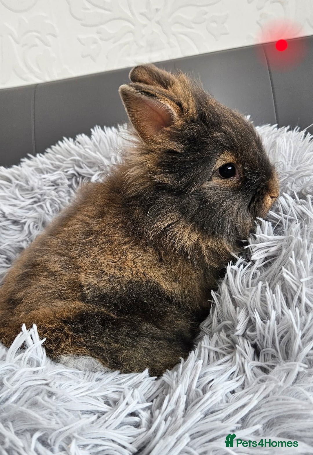 Lionhead rabbits for sale: Beautiful double maned bunnies ready to go - Image 5