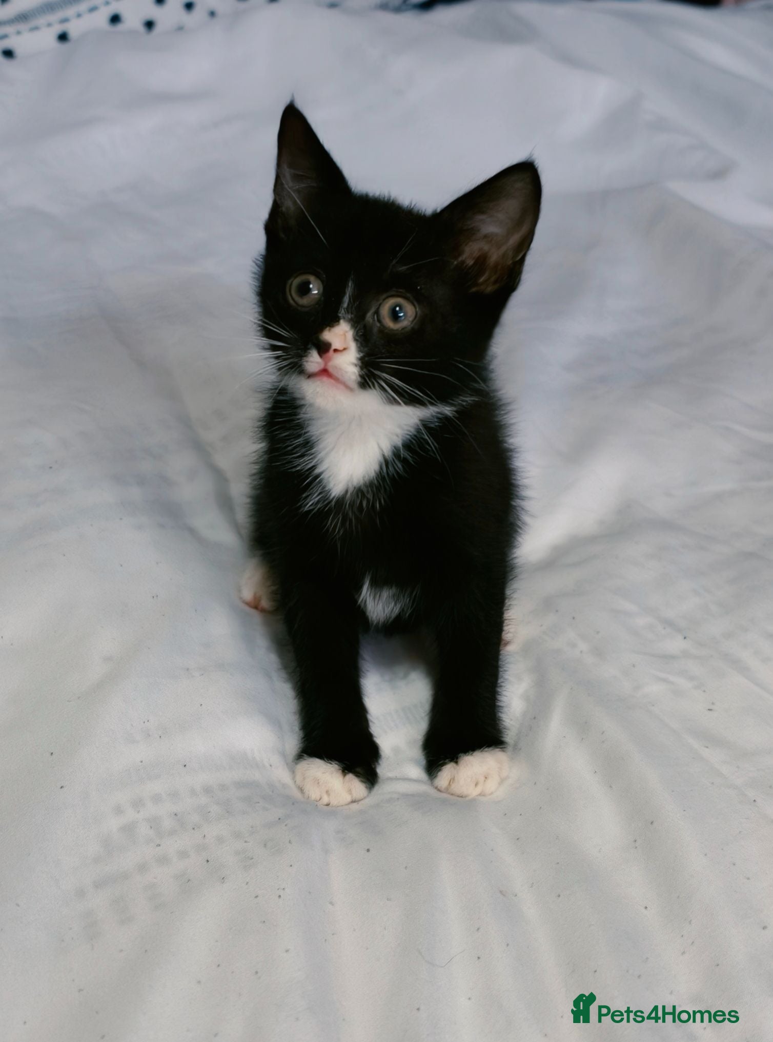 Mixed Breed cats Beautiful kitten ready to go £70  - Advert 9