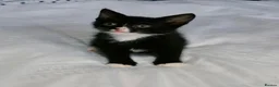 Mixed Breed cats for sale: Beautiful kitten ready to go £70  - Advert 1