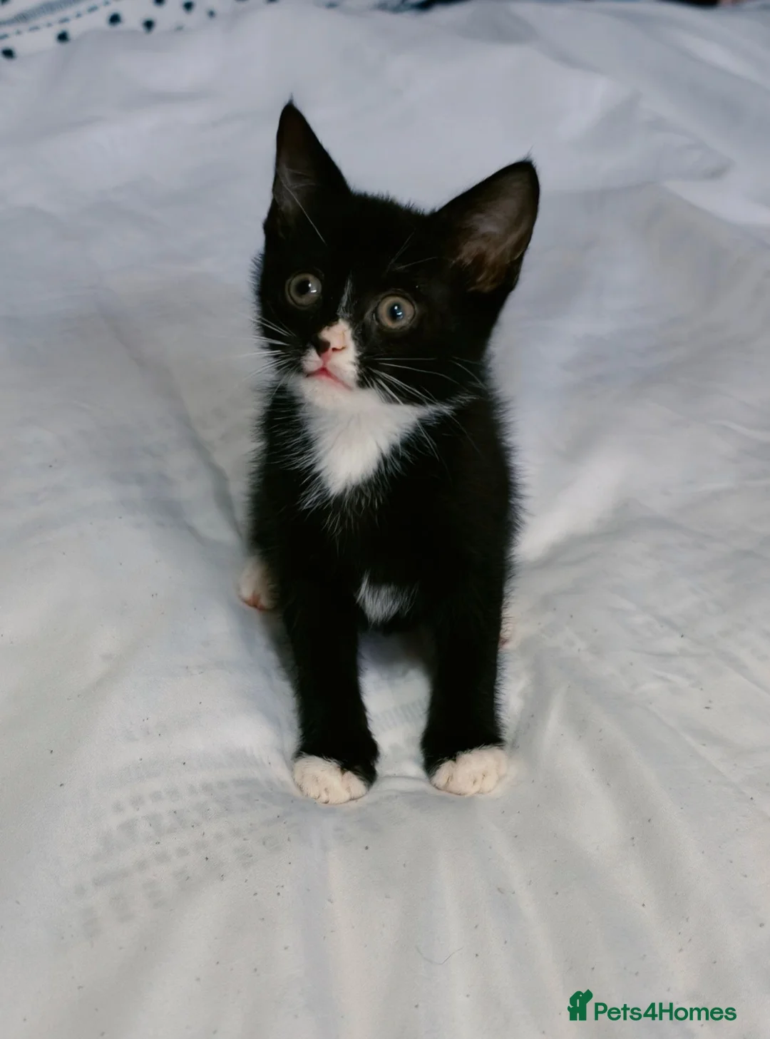 Mixed Breed cats for sale: Beautiful kitten ready to go £70  - Advert 1