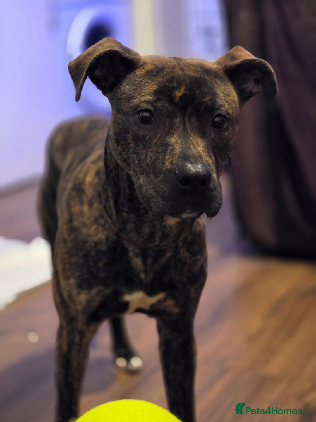 Mixed Breed dogs for sale: Mastiff cross Staffy called Dave🩵 - Image 3