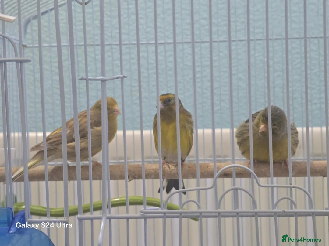 Conures birds for sale: ​Trio of Canaries with Cage and Accessories in Middlesbrough - Advert 1