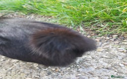 Mixed Breed cats for sale: Adorable domestic kitten with a unique stubby tail - Image 2