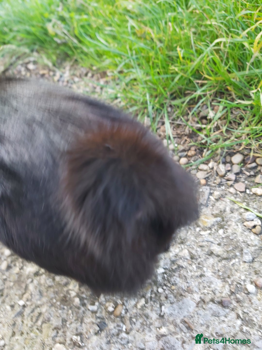 Mixed Breed cats for sale: Adorable domestic kitten with a unique stubby tail - Image 2