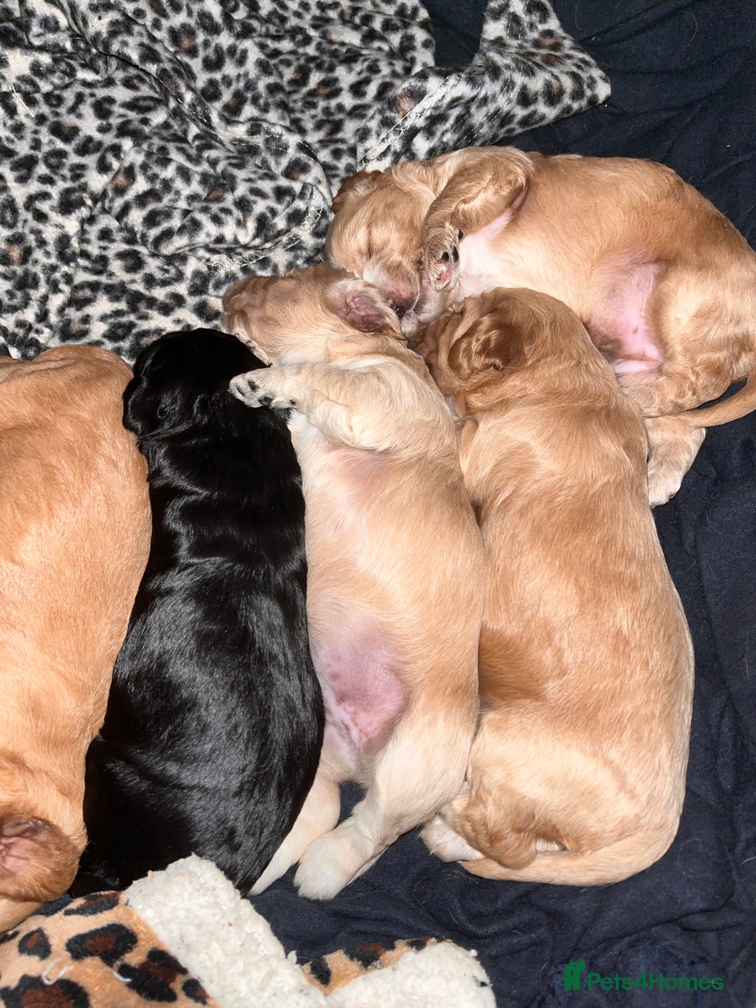 Cockapoo dogs for sale: Cocker spaniel/Cockapoo Pups - Advert 24