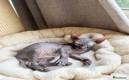 Sphynx cats for sale: Don Sphynx Kittens - Image 7