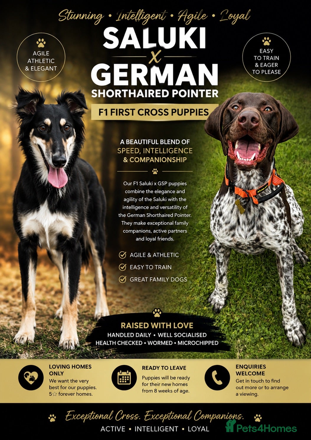 German Shorthaired Pointer dogs 🏆 Exceptional SALUKI × GSP Puppies 🏆  - Advert 8