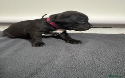 Staffordshire Bull Terrier dogs for sale: 9 chunky stuffy puppies - Image 12