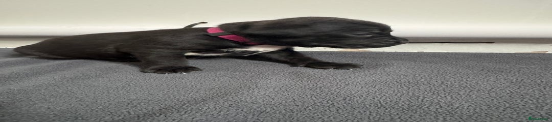 Staffordshire Bull Terrier Puppy 6