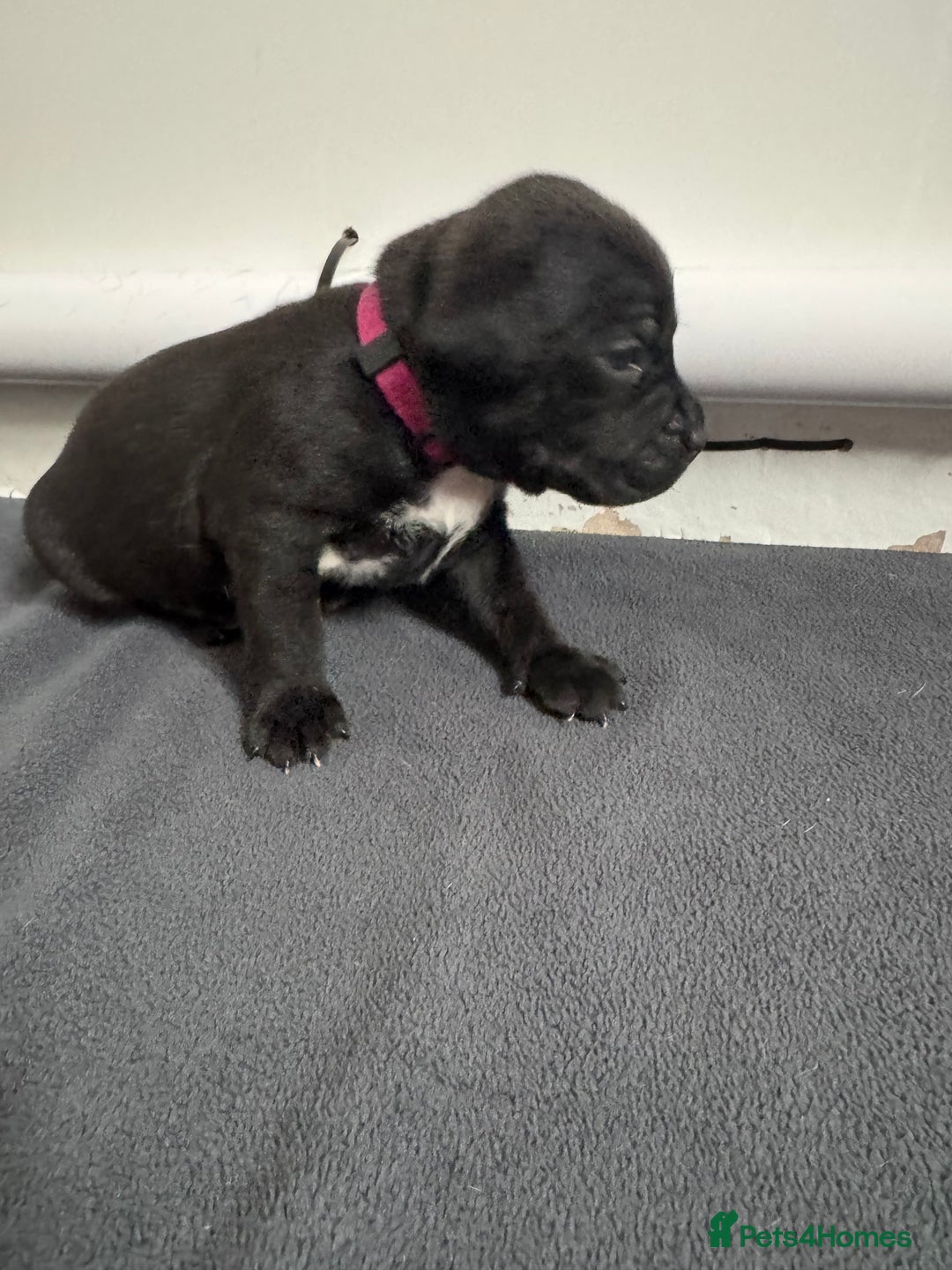 Staffordshire Bull Terrier dogs for sale: 9 chunky stuffy puppies - Image 12