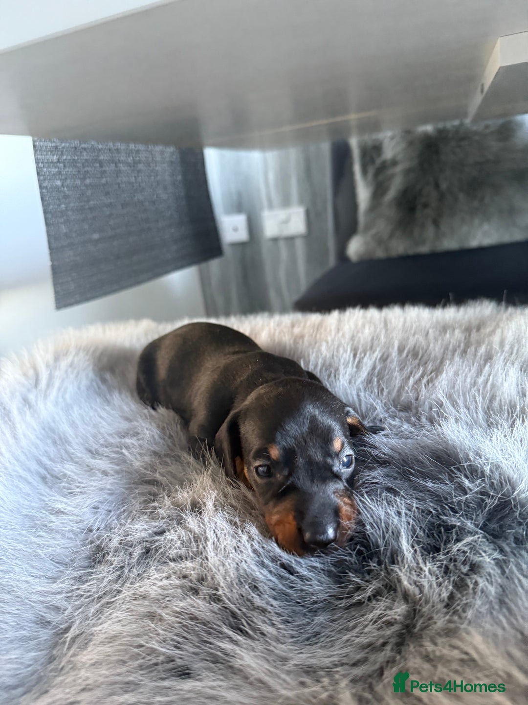 Miniature Dachshund dogs for sale: Beautiful miniature dauchounds for sale  - Image 11
