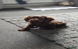 Cocker Spaniel dogs for sale: Tanned Cockerspaniel female - Image 1