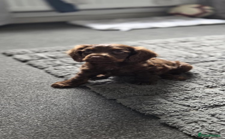 Cocker Spaniel dogs - Advert 8