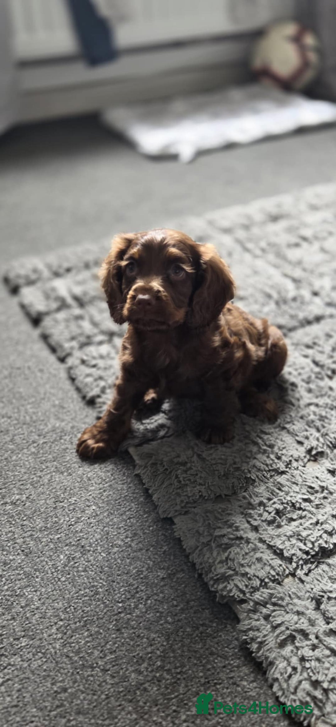 Cocker Spaniel dogs for sale: Tanned Cockerspaniel female - Image 1