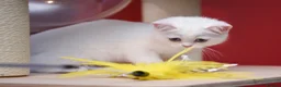 Scottish Fold cats for sale: Scottish fold and straight girls - Advert 18