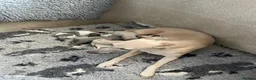 Whippet dogs for sale: Whippet Puppies for sale  in Norwich - Advert 6