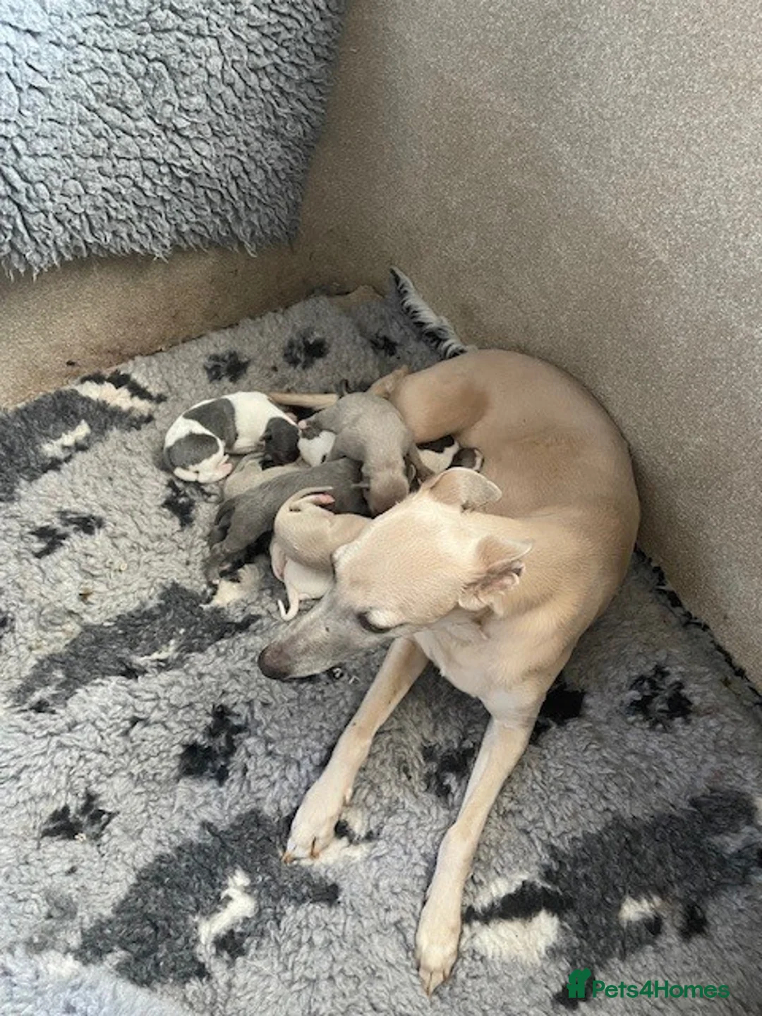 Whippet dogs for sale: Whippet Puppies for sale  in Norwich - Advert 6