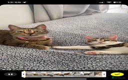 Domestic Shorthair cats for sale: 15 week old female kitten - Image 4