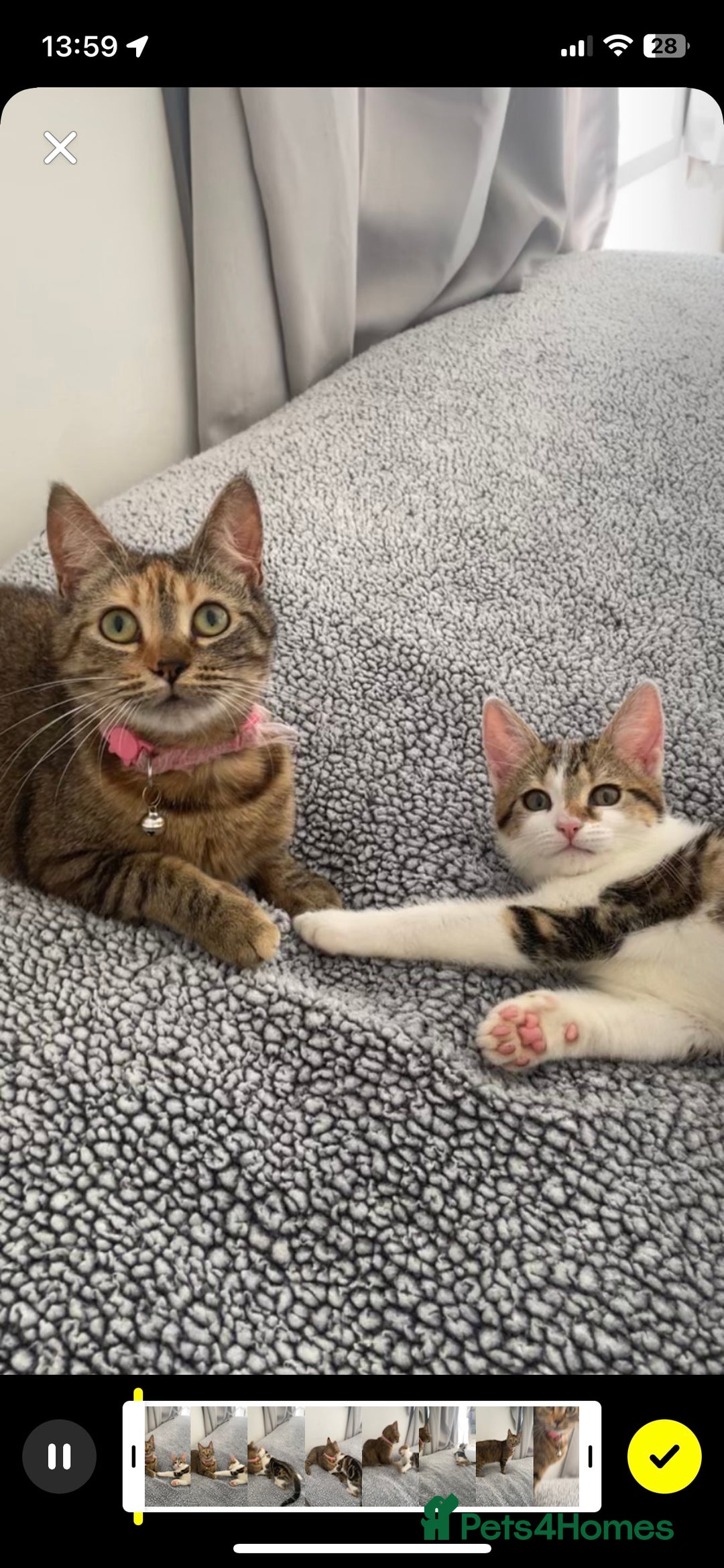 Domestic Shorthair cats for sale: 15 week old female kitten - Image 4