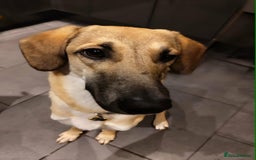 Mixed Breed dogs for adoption: Sallie – 10 months old, Female, Mixed Breed Pup - Advert 3