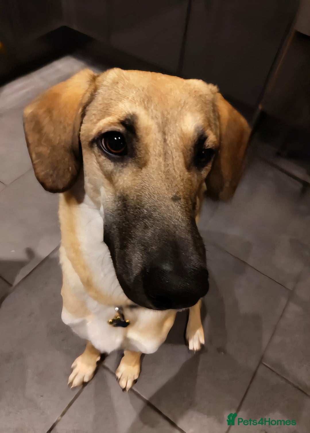 Mixed Breed dogs for adoption: Sallie – 10 months old, Female, Mixed Breed Pup - Advert 3