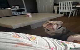 Olde English Bulldogge dogs for sale: Old English Bull dog-Requires re-homing - Image 5