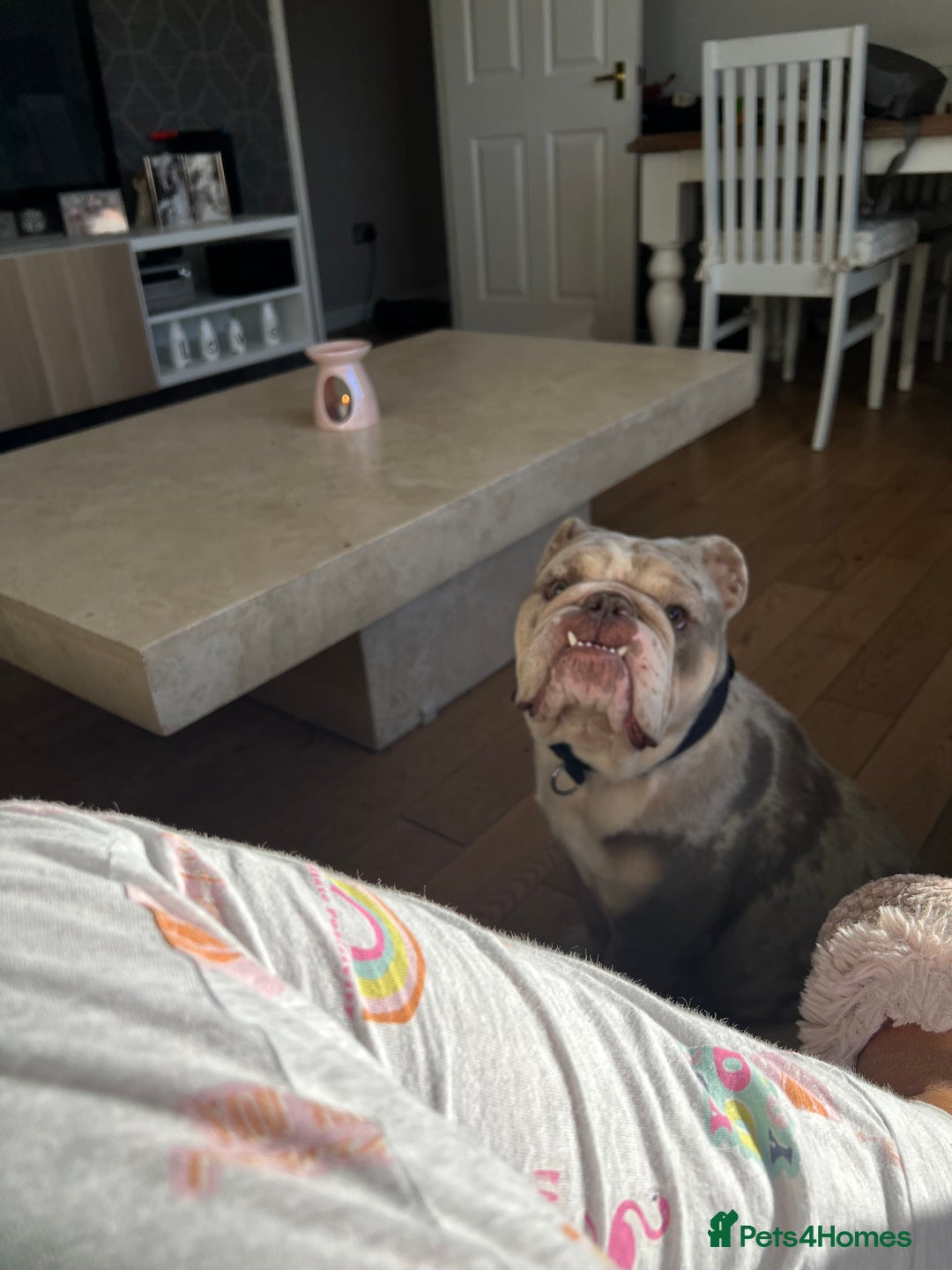 Olde English Bulldogge dogs for sale: Old English Bull dog-Requires re-homing - Image 5