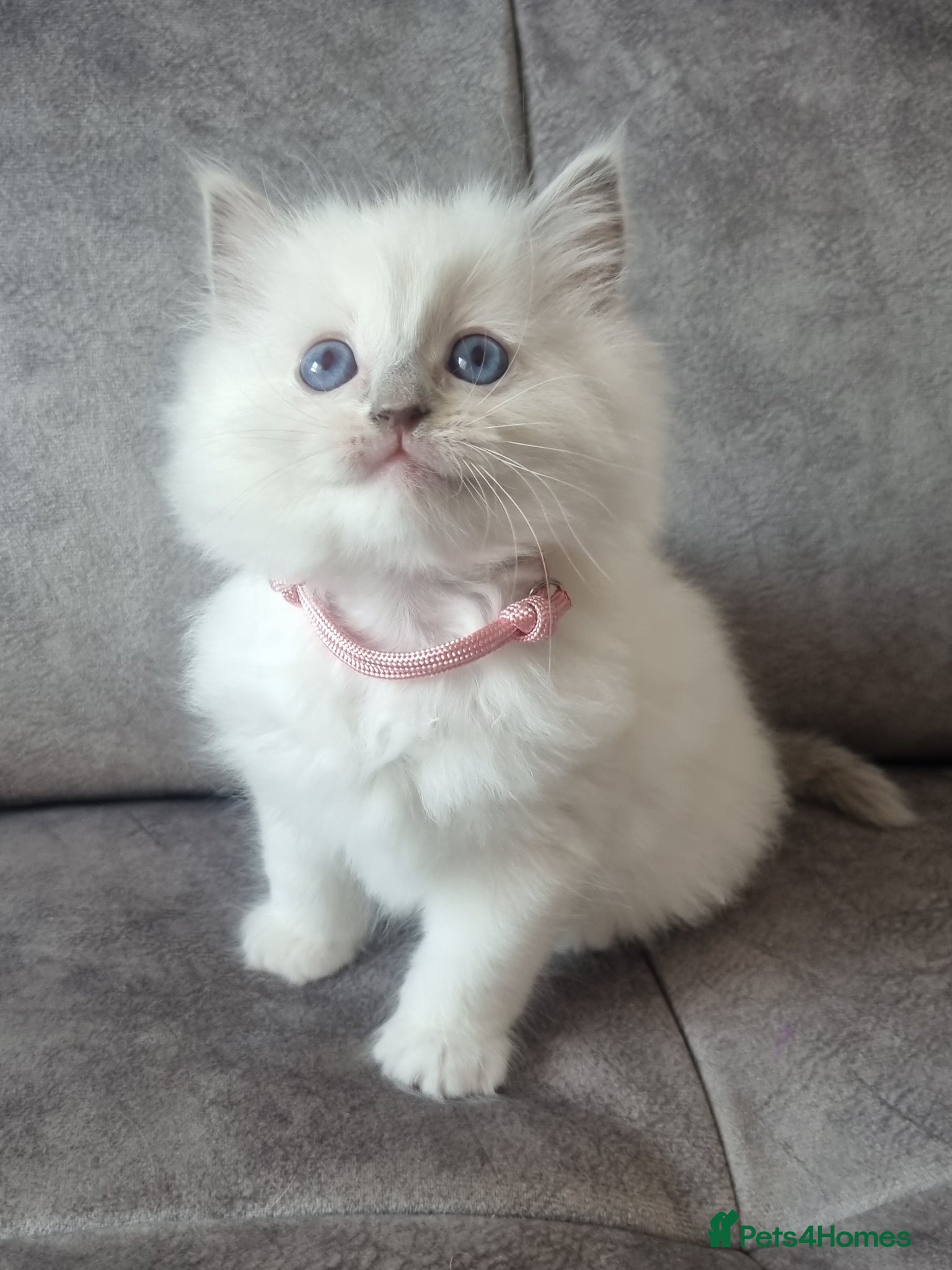 Ragdoll cats Last Ragdoll Girl DNA tested  - Advert 9