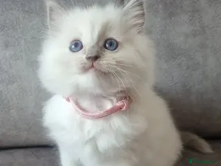 Ragdoll cats Last Ragdoll Girl DNA tested - Advert 9