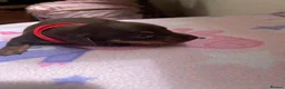 Miniature Dachshund dogs for sale:  Miniature Dachshund Puppies 🐾 in Newton Abbot - Advert 5