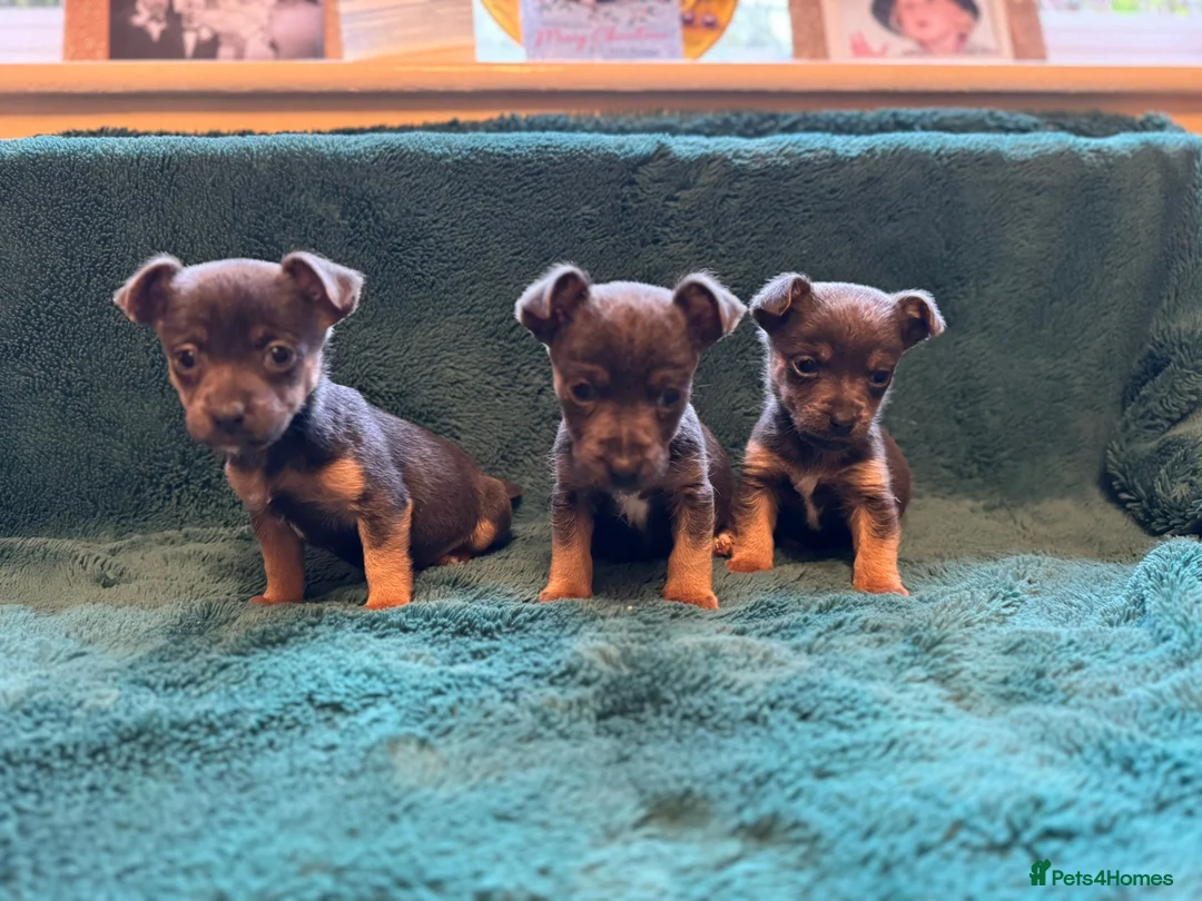 Jack Russell dogs for sale: Miniature much Wenlock puppies - Advert 15