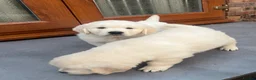 Golden Retriever dogs for sale: Little Polar Bear Puppies - Advert 17