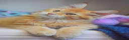 Maine Coon cats for sale: RED tabby Maine coon MALE - Advert 3