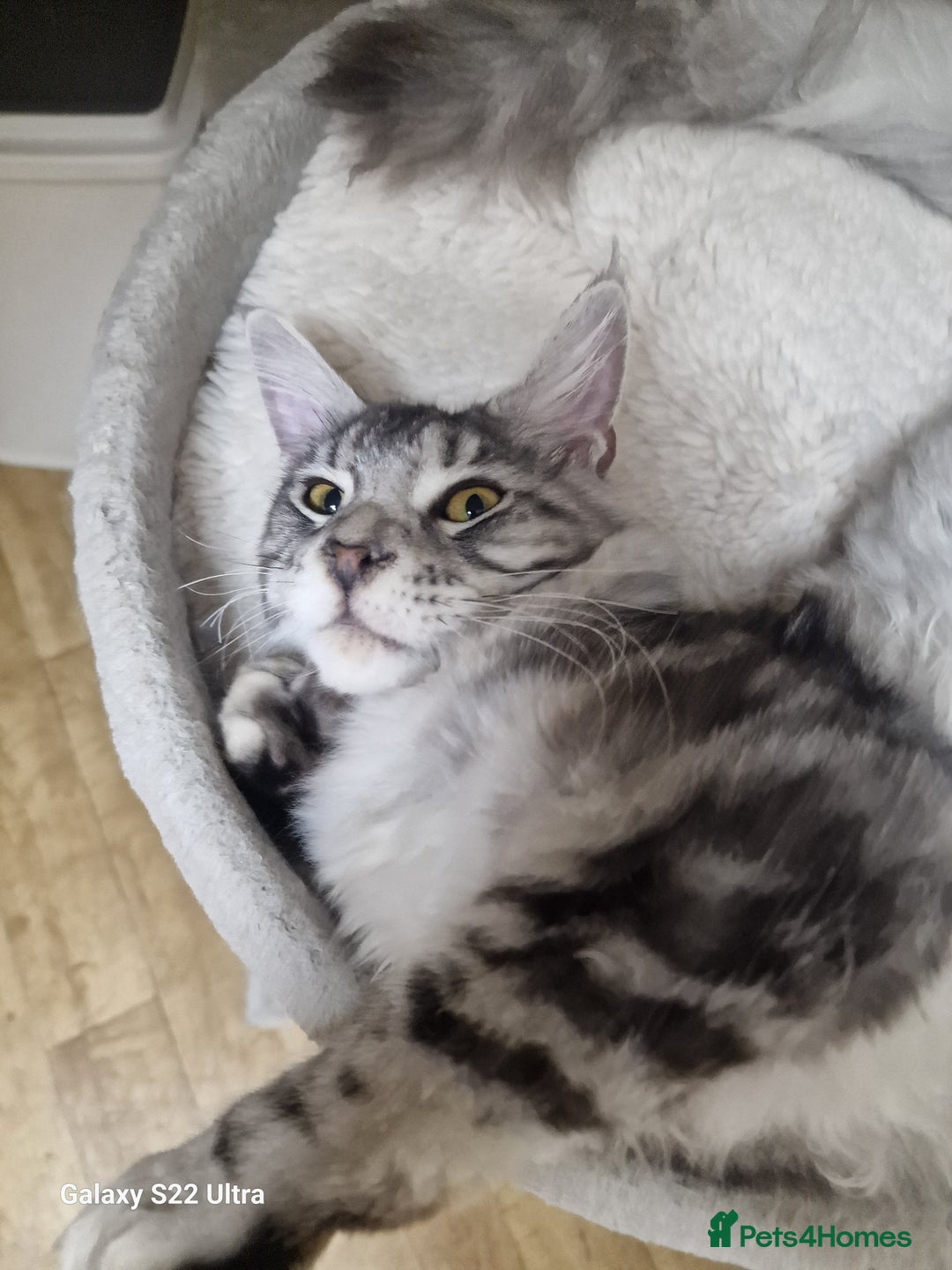 Maine Coon cats for sale: 🎀Pure maine coon female🎀 - Advert 10