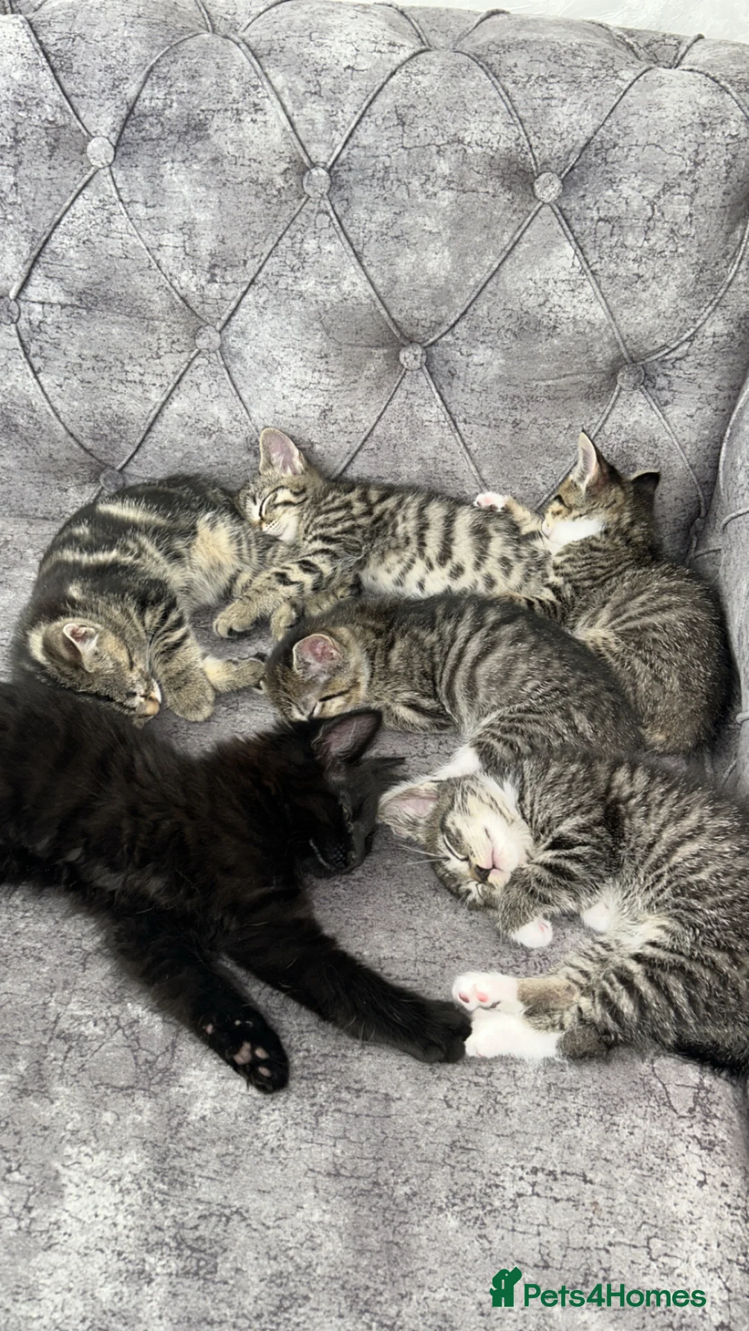 Domestic Shorthair cats for sale: Classic golden tabby kittens Full breed - Advert 1
