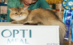 Scottish Fold cats for stud: Inter-champion SFLH straight male stud only  - Image 4