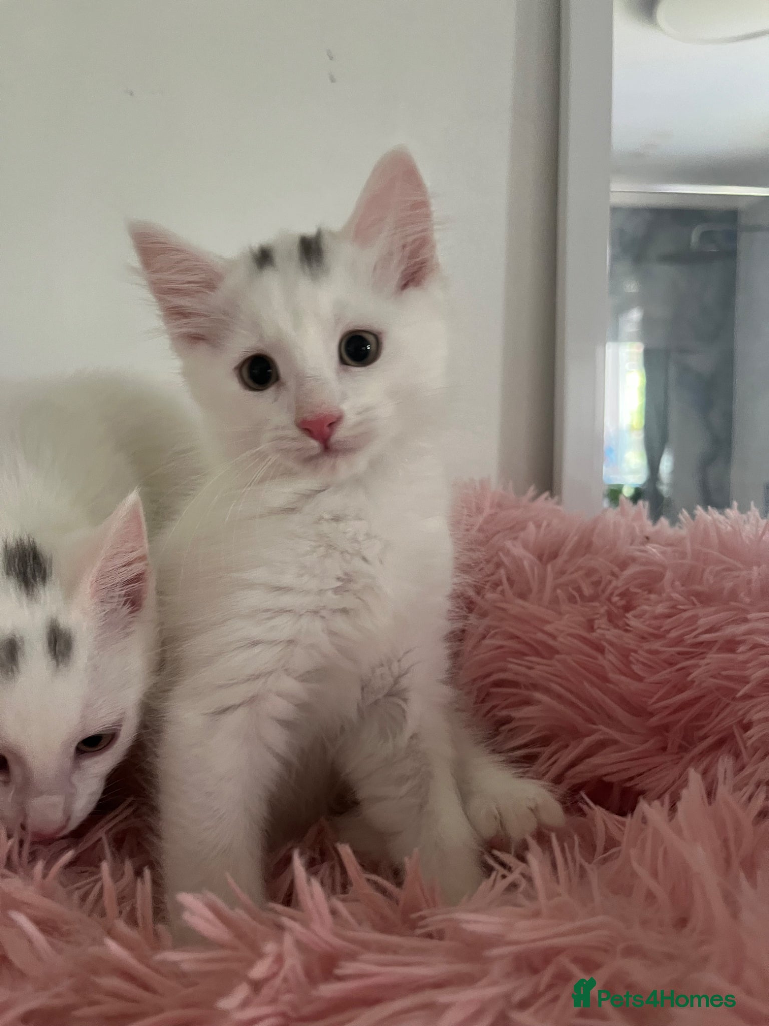 Turkish Angora cats Angora girl white kitten - perfect companion - Advert 4