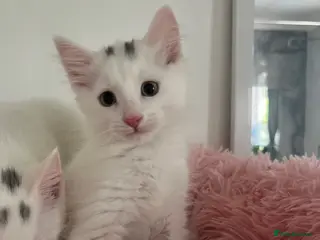 Turkish Angora cats Angora girl white kitten - perfect companion - Advert 4
