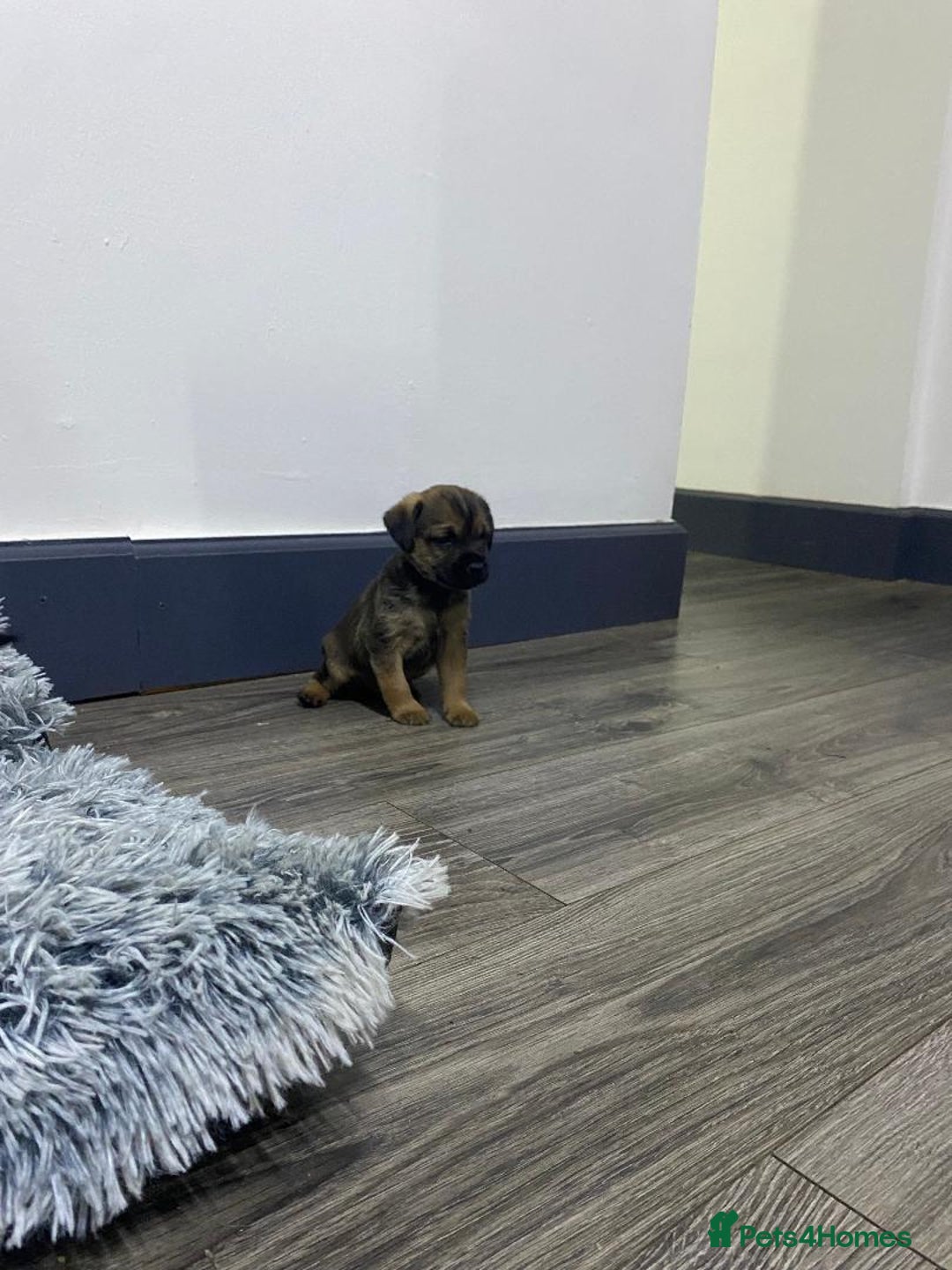 Border Terrier dogs for sale: Beautiful Border Terrier puppies for sale - Advert 12