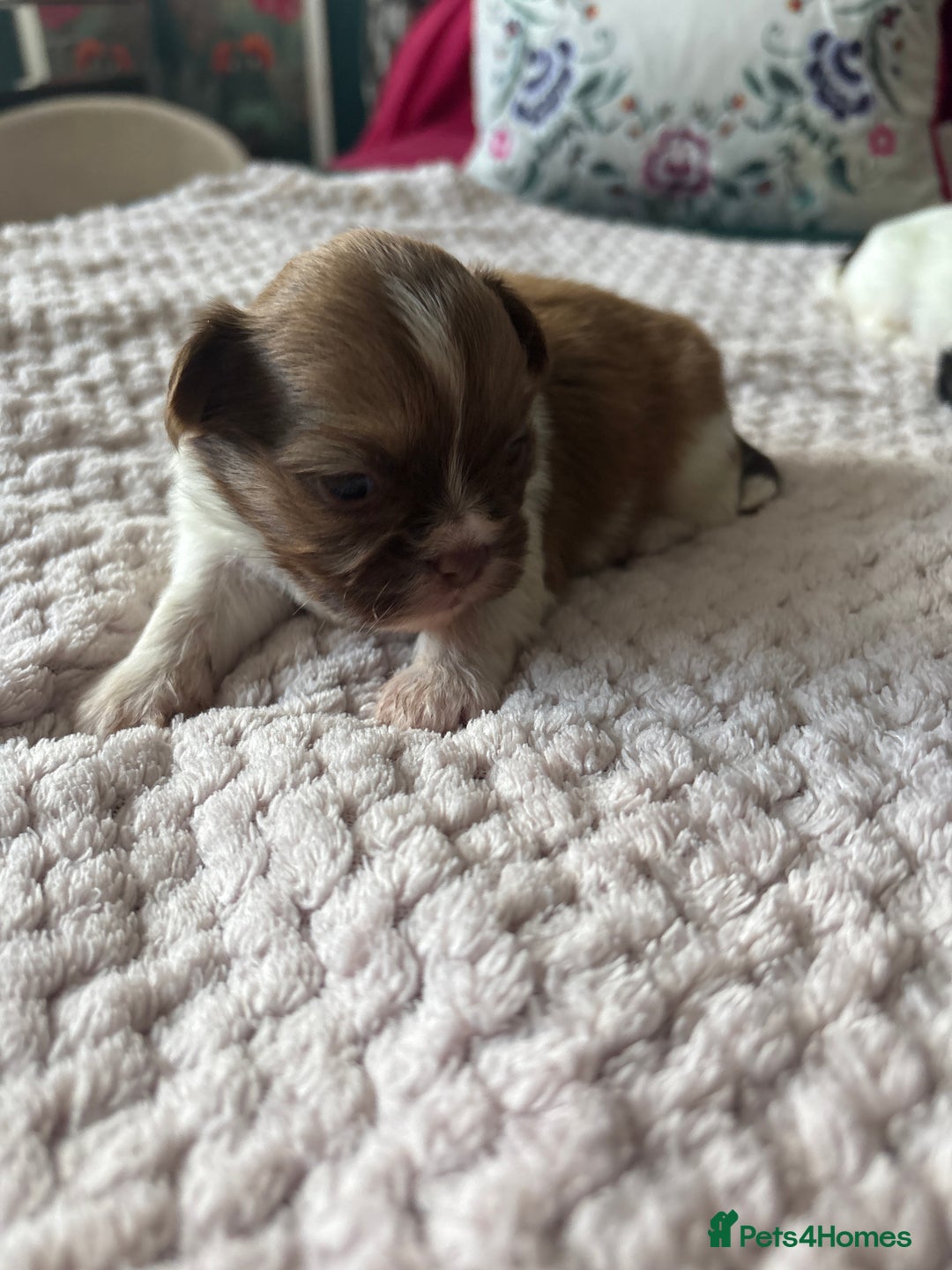 Shih Tzu dogs for sale: Shih tzu puppies from sale  - Advert 7