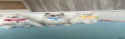 Ragdoll cats for sale: Pedigree Ragdoll kittens  - Advert 11