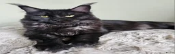 Maine Coon cats for sale: Stunning Pedigree Maine Coon Kittens  - Advert 10