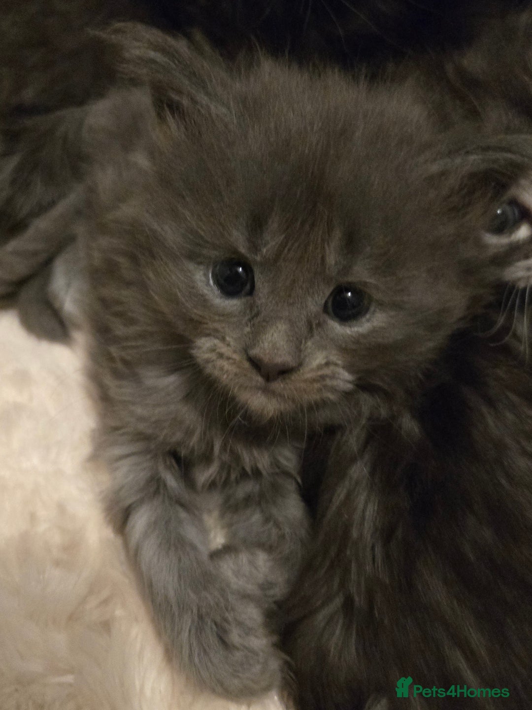 Maine Coon cats for sale: ✨✨ POLLYDACTYL MC  TiCA REG - Advert 28