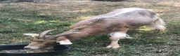 Goats livestock for sale: Two Golden Guernsey Goats in Wolverhampton - Advert 10