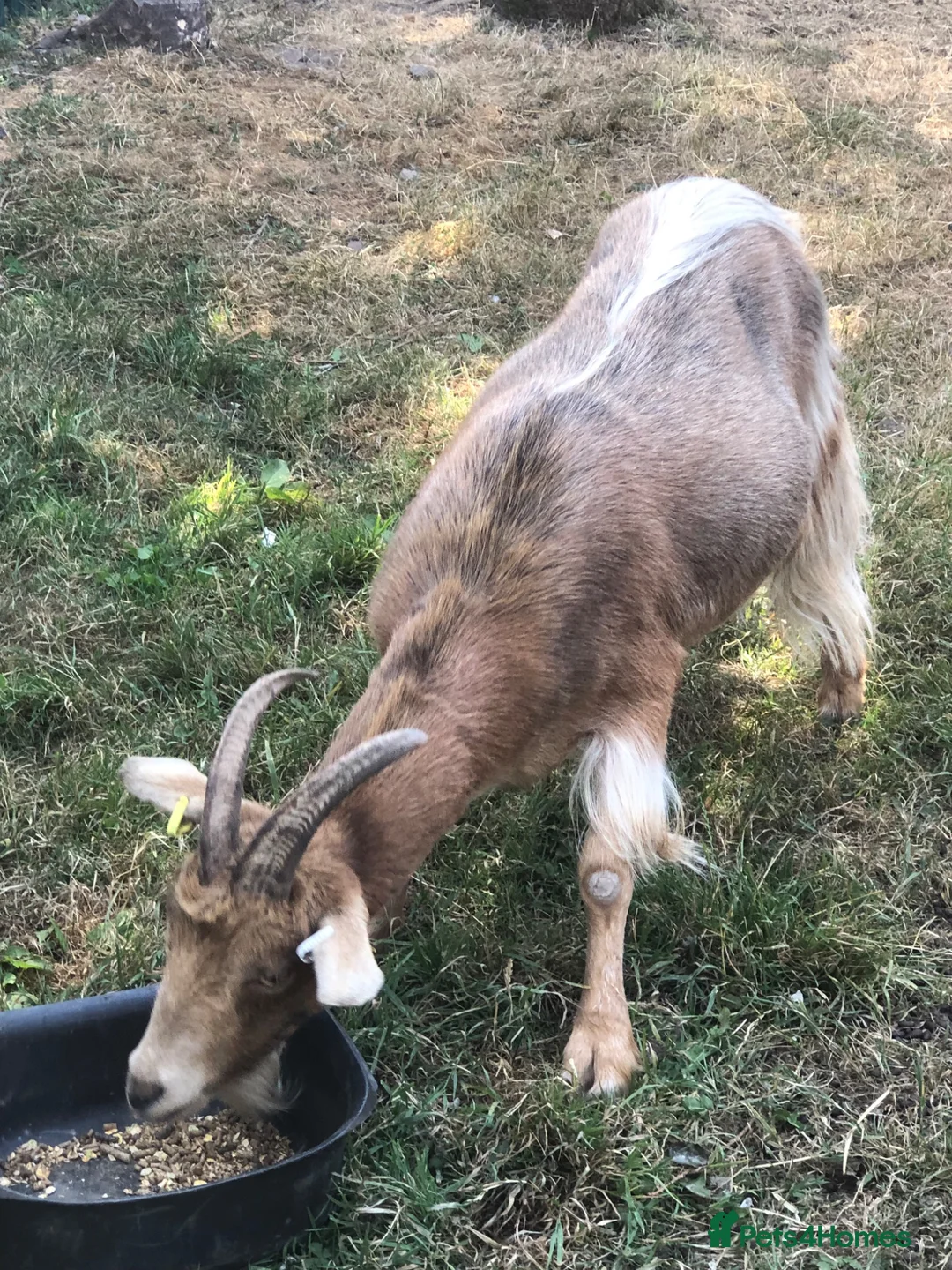 Goats livestock for sale: Two Golden Guernsey Goats in Wolverhampton - Advert 10