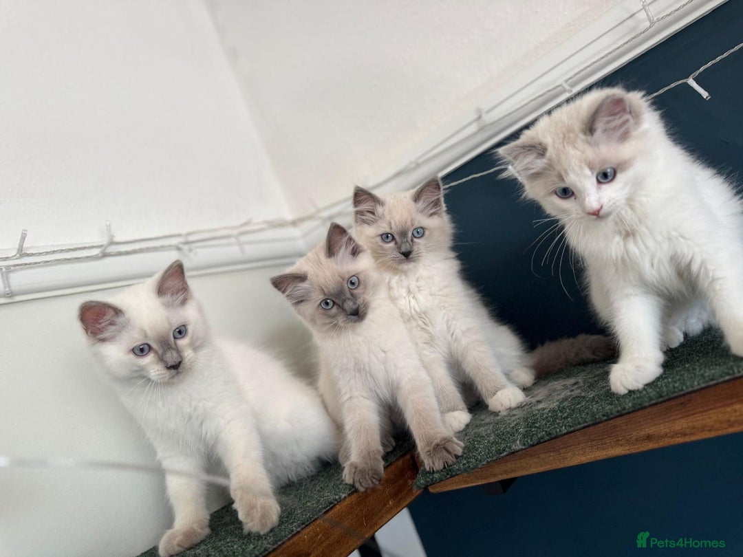 Ragdoll cats for stud: Active Gccf Blue bi Ragdoll in Grantham - Image 17