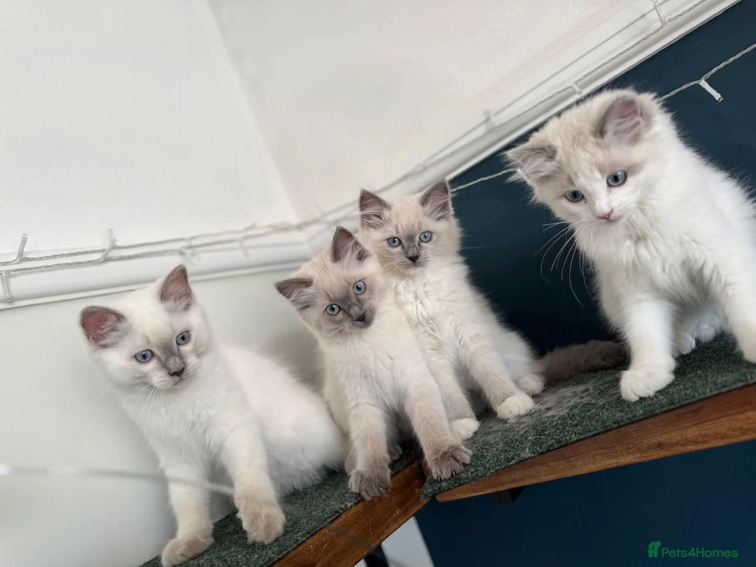 Ragdoll cats for stud: Active Gccf Blue bi Ragdoll in Grantham - Advert 17