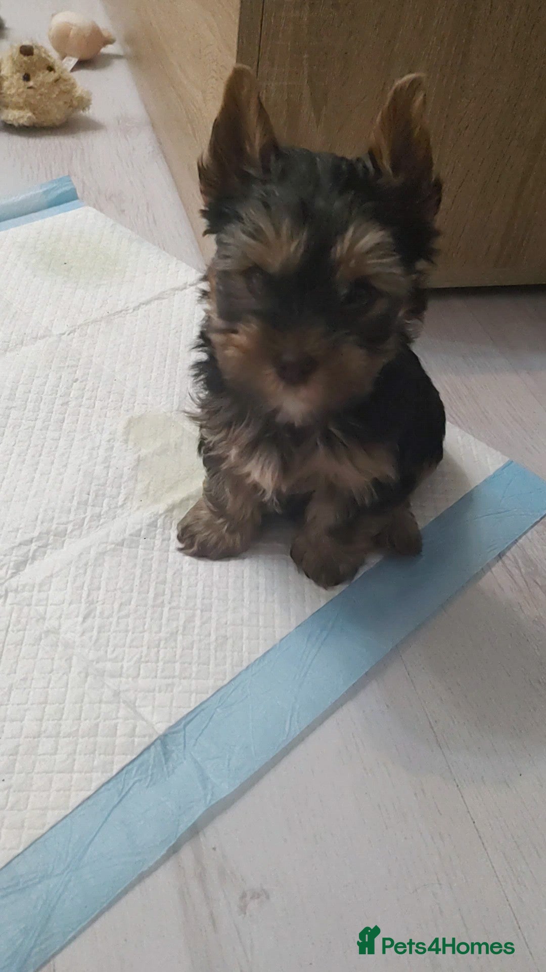 Yorkshire Terrier dogs Only little Boy left  - Advert 17