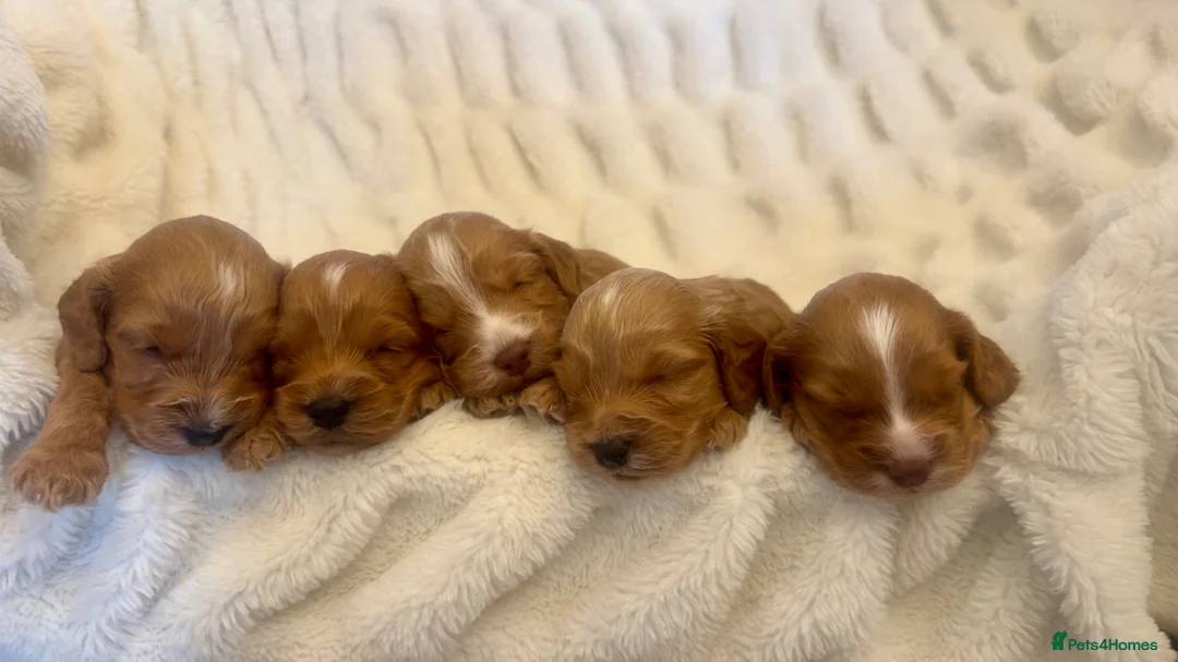 Cockapoo dogs for sale: Beautiful Cockapoo puppies in Barnsley - Advert 1